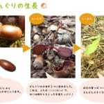 エコの森 どんぐり