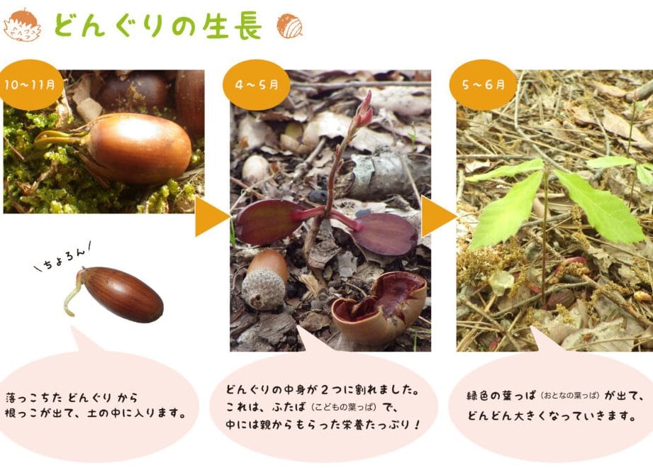 エコの森 どんぐり