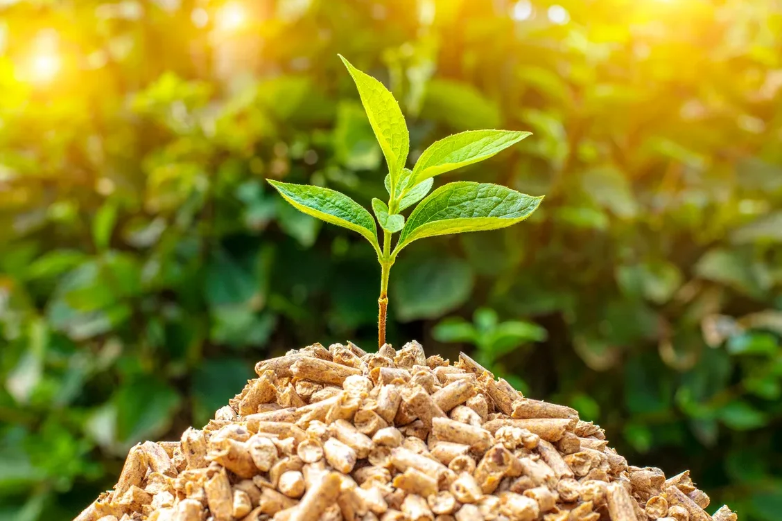 バイオマスエネルギー 種類🌱代表的な種類と特徴を紹介!